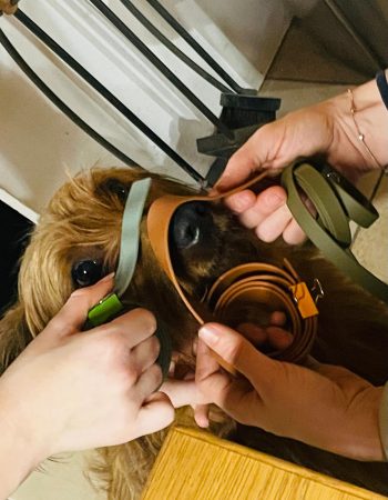 WhatsApp Image 2026-01-18 at 14.47.45